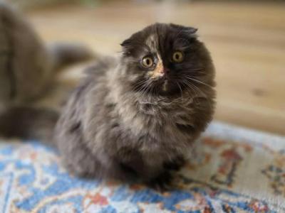 Uniqua - Scottish Fold - Gallery Photo #1