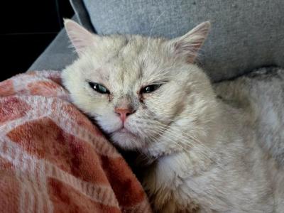 George - British Shorthair - Gallery Photo #1