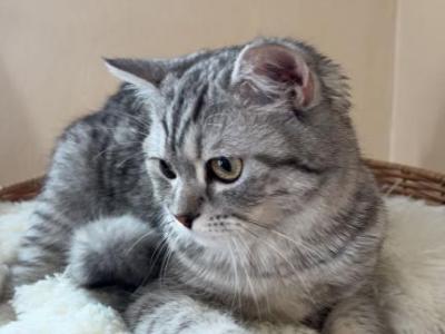 Mishmish - Scottish Straight - Gallery Photo #1