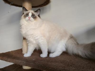 Sylvia - Ragdoll - Gallery Photo #1