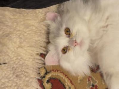 Chloe - Persian - Gallery Photo #1