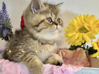 Kandy Exotic Shorthair - Exotic - Gallery Photo #1