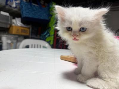 1 White Persian Kittens & One Black Persian - Persian - Gallery Photo #1