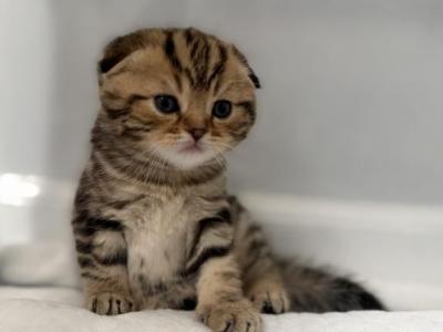 Kittens - Scottish Fold - Gallery Photo #1