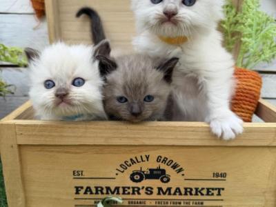Meeko Spring Litter - Ragdoll - Gallery Photo #1