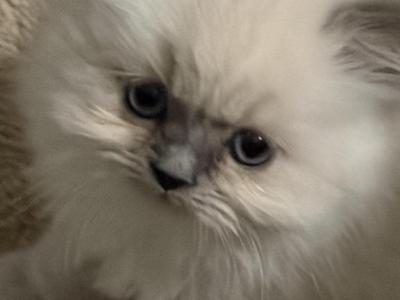 Himalayan Kittens Blue Point  Males - Himalayan - Gallery Photo #1