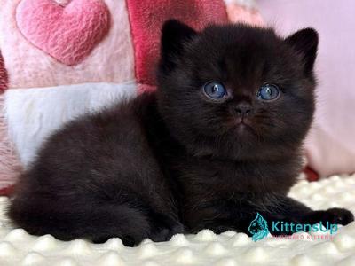 Esmanur - British Shorthair - Gallery Photo #1