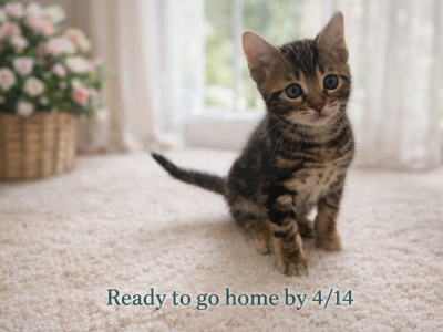 Marbles - Bengal - Gallery Photo #1