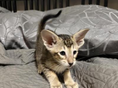 Oriental Shorthair - Oriental - Gallery Photo #1