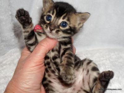 Cute Little Charcoal Female - Bengal - Gallery Photo #1