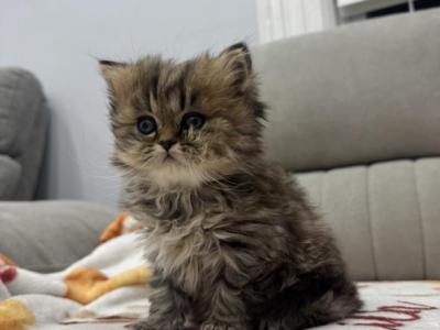 Tony - British Shorthair - Gallery Photo #1