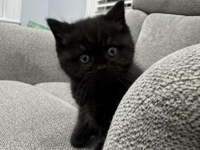 Sammy - British Shorthair - Gallery Photo #1