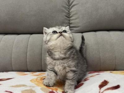 Carl - British Shorthair - Gallery Photo #1