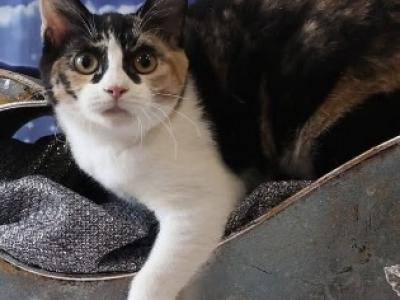Daiquiri - American Shorthair - Gallery Photo #1