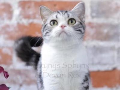 MeiMei - American Shorthair - Gallery Photo #1