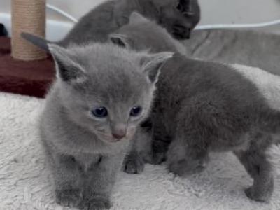Russian Blues Kittens - Russian Blue - Gallery Photo #1
