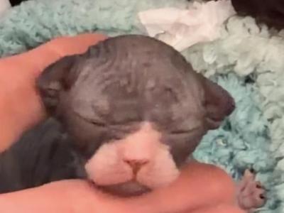 River Oscar Litter - Sphynx - Gallery Photo #1