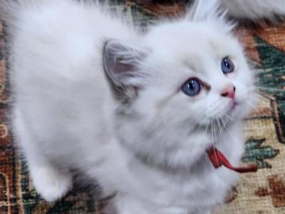 Callie - Ragdoll - Gallery Photo #1