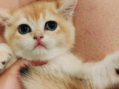 British Shorthair Kittens Litter - British Shorthair - Gallery Photo #1