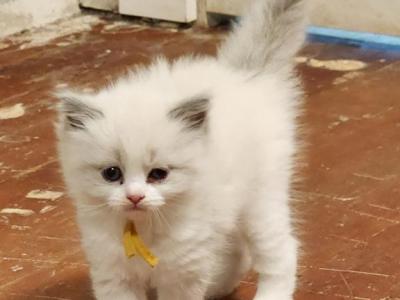 Olivia - Ragdoll - Gallery Photo #1