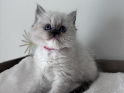 Thea - Ragdoll - Gallery Photo #1