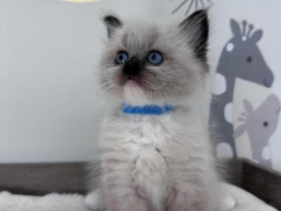 Blaze - Ragdoll - Gallery Photo #1