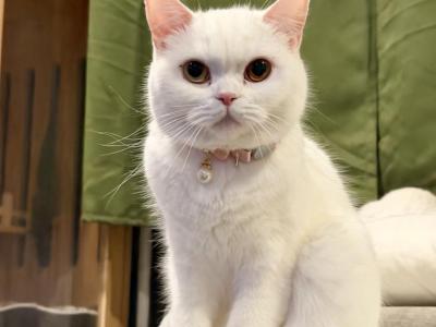 SnowWhite - British Shorthair - Gallery Photo #1