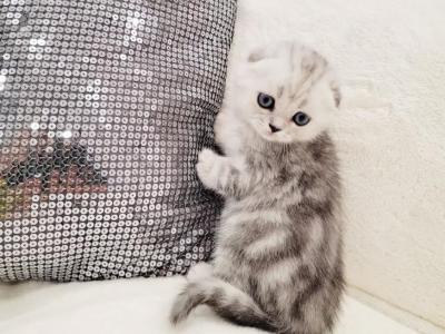 Allyson - Scottish Fold - Gallery Photo #1