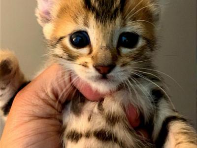 Hylander Kitties - Highlander - Gallery Photo #1