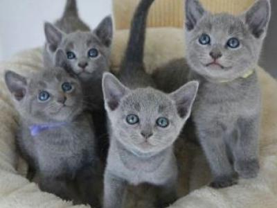 Russian Blue To New Home - Russian Blue - Gallery Photo #1