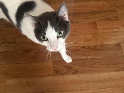 Oreo - Domestic - Gallery Photo #1