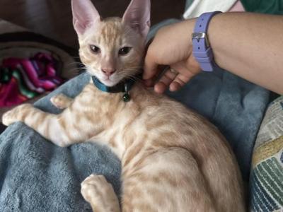 HoRang - Bengal - Gallery Photo #1