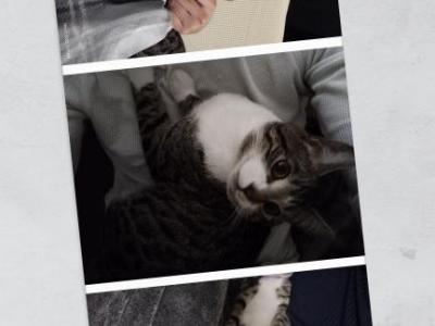 Sasha - Domestic - Gallery Photo #1