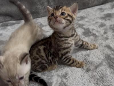 Lumi Kittens - Bengal - Gallery Photo #1