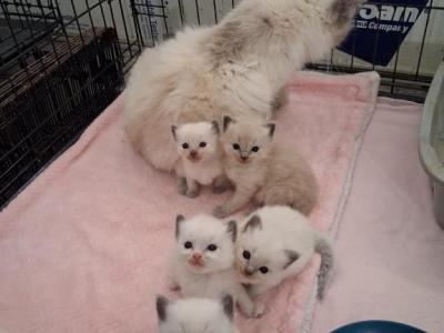 Ragdoll Kittens - Ragdoll - Gallery Photo #1