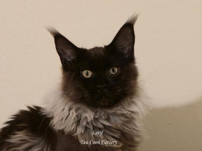 Latif Black Smoke - Maine Coon - Gallery Photo #1