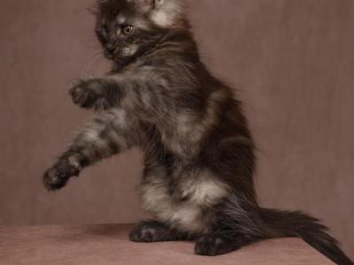 Gorgeous Classic Grey Tabby  Maine Coon Male - Maine Coon - Gallery Photo #1