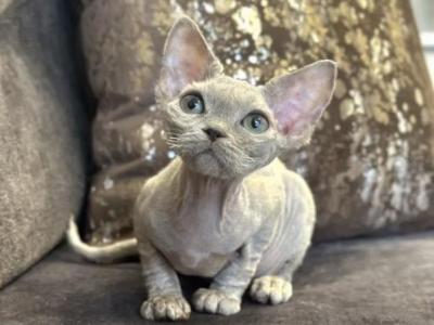 Devon Rex Lilac - Devon Rex - Gallery Photo #1