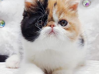 Margo - Exotic - Gallery Photo #1