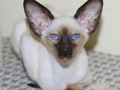 Fraid - Siamese - Gallery Photo #1