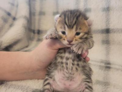 Highlandlynx Kittens - Highlander - Gallery Photo #1