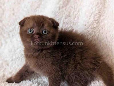 Yasmin Rare Chocolate Solid Scottish Fold Babygirl - Scottish Fold - Gallery Photo #1