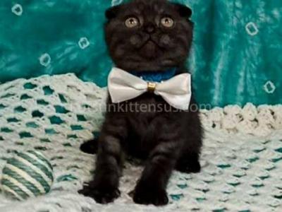 Sheldon Black Smoke Scottish Fold Baby Boy - Scottish Fold - Gallery Photo #1