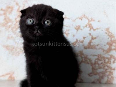 Yami Whole Black Solid Scottish Fold Baby Girl - Scottish Fold - Gallery Photo #1