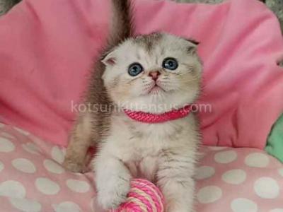 Beatrice Scottish Fold Silver Ticked Chinchilla - Scottish Fold - Gallery Photo #1