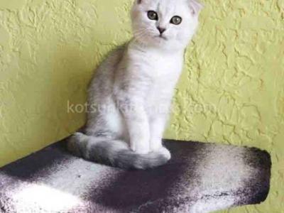Lizzy Scottish Fold Silver Tabby Chinchilla - Scottish Fold - Gallery Photo #1