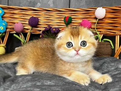 Icar Golden Ticked Chinchilla Scottish Fold Boy - Scottish Fold - Gallery Photo #1