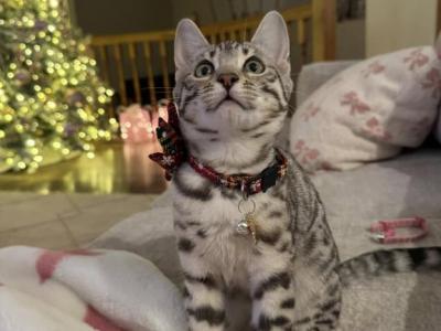 Silver Bengal Kittens - Bengal - Gallery Photo #1