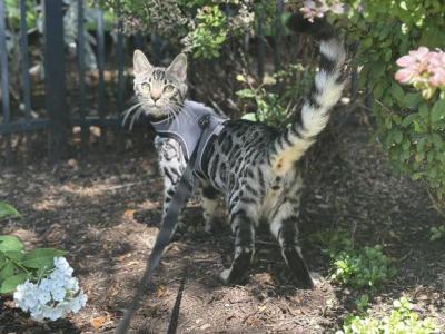 Silver Male Bengal Cat - Bengal - Gallery Photo #1