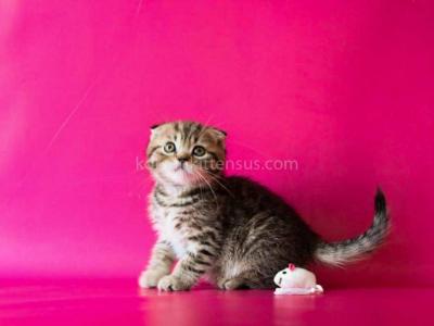 He Looks Like A Cheetah Jeremy Scottish Fold Tabby - Scottish Fold - Gallery Photo #1